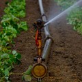 Acqua uso irriguo, Cia Puglia: “Prezzo raddoppiato, è una mazzata”