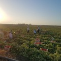 Pericolo anche nella Bat per le infiltrazioni criminali in agricoltura