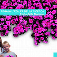 Torna l'Azalea della Ricerca: due stand ad Andria