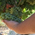 Contratto Collettivo Provinciale di Lavoro per gli operai agricoli e florovivaisti, assemblea ad Andria