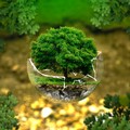 "Un albero per il futuro ": alla scuola "Fermi " di Andria l'iniziativa per la tutela della biodiversità