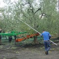  "La mia raccolta ", la tradizione della raccolta delle olive diventa social