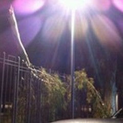 Grosso ramo caduto in Villa: spavento tra i passanti