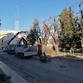 Andria, prosegue la potatura dei lecci: questa volta è toccata a piazza Municipio