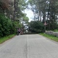 Caduti due alberi sulla sp234 che porta a Castel del Monte