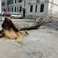 Cade grosso ailanto in via Achille Grandi: sfiorata tragedia