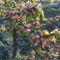 Gelate: ghiacciano vigne, ciliegi, mandorli, asparagi e agrumeti in Puglia