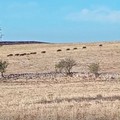 Cinghiali: l’Alta Murgia è ancora sotto assedio; nei parchi i piani di contenimento restano fermi