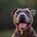 Tre pittbull sequestrati nella campagne di Andria