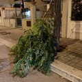 "Andria ultima anche nel numero di alberi presenti in città "