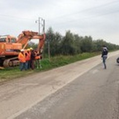 Asta pubblica per la vendita degli alberi d'ulivo della Sp33 "Andria-Bisceglie "