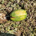 Caldo africano: crollo delle produzioni dell'ortofrutta del 40%