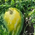 Perso anche il 90% delle produzioni agricole a causa del caldo torrido