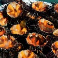 Ricci di mare, scattano i sequestri anche ad Andria: in azione la Capitaneria di Porto