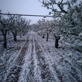 CIA Puglia: "Gelate colpo di grazia per l'agricoltura pugliese "