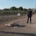 Asino trovato morto con le zampe legate nelle campagne di Andria
