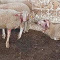 E dopo i cinghiali adesso è allarme lupi sulla Murgia: centinaia le pecore e capre sgozzate