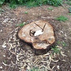Alberi abbattuti in autostrada