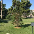 Piantiamo il futuro, mille alberi per l'ambiente. Il 23 gennaio ad Andria