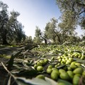Crescono le vendite di olio extra vergine d'oliva in Puglia