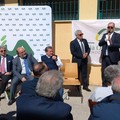 Piano olivicolo e Commissario anti-Xylella: gli impegni del Governo