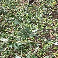 Maltempo: sulla Puglia danni tra il 20% e l'80% su oliveti e vigneti