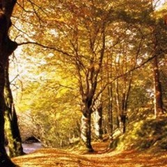 Bosco di Finizio: se ne parla martedì 29 ottobre a Montegrosso