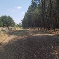 Ambiente: “Bosco Finizio” diventa ‘zona silenziosa di campagna’