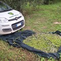"Raccolta olivicola serena ": protocollo tra Guardie Campestri Andria ed Associazione Nazionale Polizia di Stato di Barletta
