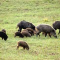 Gestione cinghiali, il Parco dell’Alta Murgia convoca in riunione le associazioni agricole