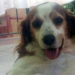 Smarrito un Breton di 14 anni a Montegrosso, l'appello