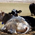 In Puglia la zootecnia ridotta al lumicino