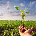 Giovani in agricoltura: pubblicato bando per il primo insediamento