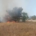 Fuoco sulla Murgia, nei pressi di Monte Caccia: sul posto i Carabinieri Forestali di Andria