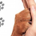 Si è costituito il Forum Animalista Andria: presidente è Carlo Inchingolo