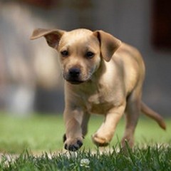 Negli agriturismi di Puglia le vacanze sono pet friendly