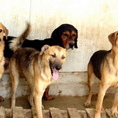 Andria: cagnolina uccisa nella zona PIP a morsi davanti al padrone da un branco di cani randagi