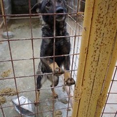 Rigettata l'istanza di dissequestro del Dog's Hostel di Trani