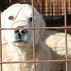 Nuova indagine esplorativa per il ricovero di cani randagi