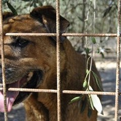 Oipa, Comune di Andria e gli studenti dell'Itis  "Jannuzzi " per le adozioni canine