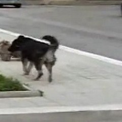 Cani randagi seminano il panico nella notte andriese