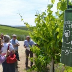 Cantine Aperte 2015, enoappassionati in Puglia per la festa del vino