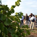 Cantine aperte in vendemmia: Rivera e Conte Spagnoletti Zeuli ad Andria