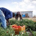 Caporalato, Flai Cgil: la legge va applicata