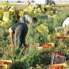 Campagne di Puglia: boom di furti