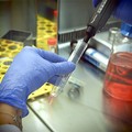 Coronavirus, in Puglia nessun allarme: «Nessun contagiato identificato»