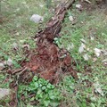 Bonifica bosco di Castel del Monte, Montepulciano: "Legname secco e danneggiato e, conservazione habitat forestale "
