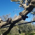 Xylella fastidiosa: attività di monitoraggio anche ad Andria