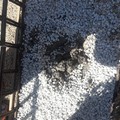 Continuano i furti di fiori e piante nel cimitero: "Uno sfregio ai nostri defunti "