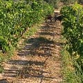 Online l'avviso per la ristrutturazione e la riconversione dei vigneti
